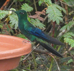 Pterophanes cyanopterus