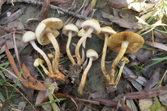 Pholiota conissans