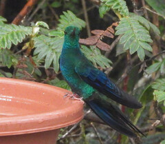 Pterophanes cyanopterus