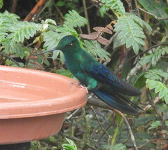 Pterophanes cyanopterus