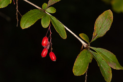 Berberis vulgaris