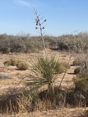 Yucca