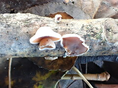 Schizophyllum amplum