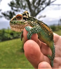 Bradypodion thamnobates