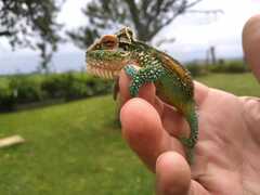Bradypodion thamnobates