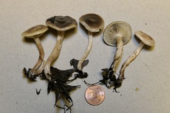 Meottomyces dissimulans