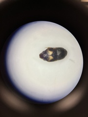 Carpophilus hemipterus