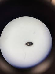 Carpophilus hemipterus