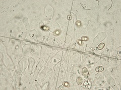 Meottomyces dissimulans