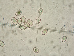 Meottomyces dissimulans