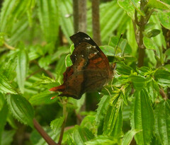 Hypanartia