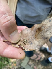 Oemethylus triangularis