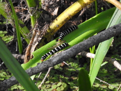Xanthopastis regnatrix