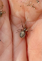 Zygiella x-notata