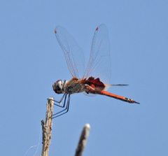 Tramea loewii