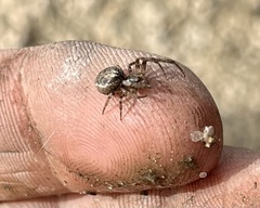 Zygiella x-notata