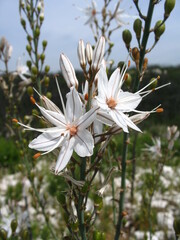 Asphodelus lusitanicus
