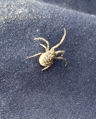 Zygiella x-notata