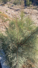 Tamarix aphylla