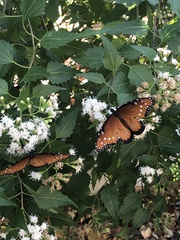 Danaus eresimus
