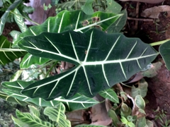 Alocasia amazonica