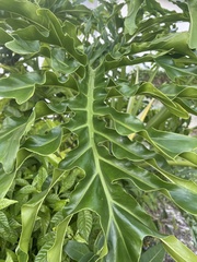 Thaumatophyllum xanadu