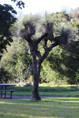 Xanthorrhoea glauca