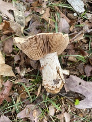 Tricholoma caligatum