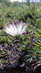 Calliandra brevicaulis