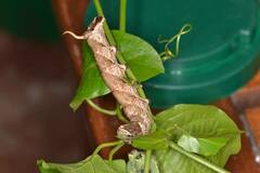 Sphingidae