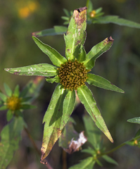 Bidens comosa