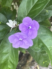 Brunfelsia