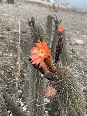 Trichocereeae