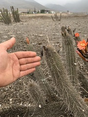 Trichocereeae