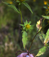 Bidens comosa