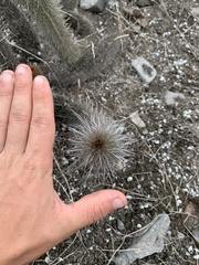 Trichocereeae