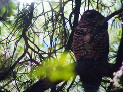Strix occidentalis