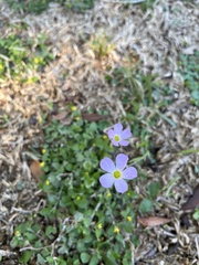 Oxalis violacea