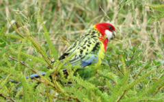 Platycercus eximius