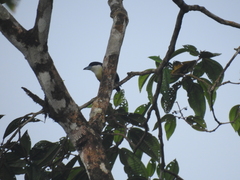 Capito maculicoronatus