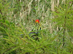 Platycercus eximius