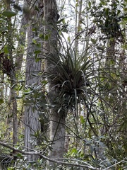 Tillandsia