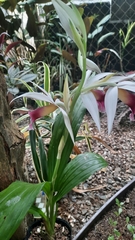 Phaius