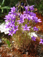 Campanula lusitanica lusitanica