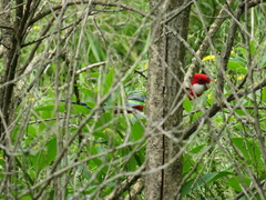Platycercus eximius