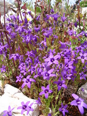 Campanula lusitanica lusitanica