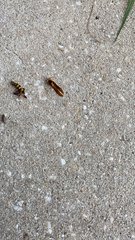Polistes major major