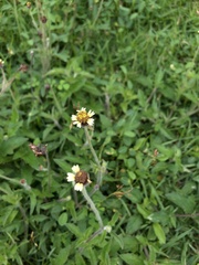 Tridax