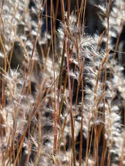 Schizachyrium