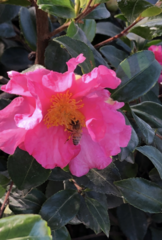 Apis mellifera
